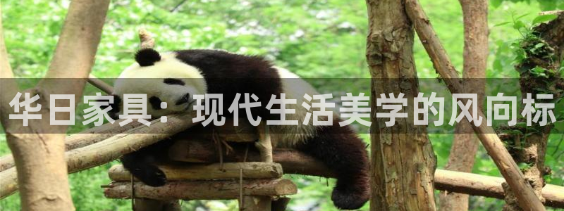 龙八国际88